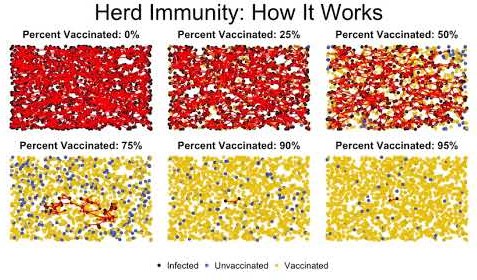Image depicting how herd immunity works
