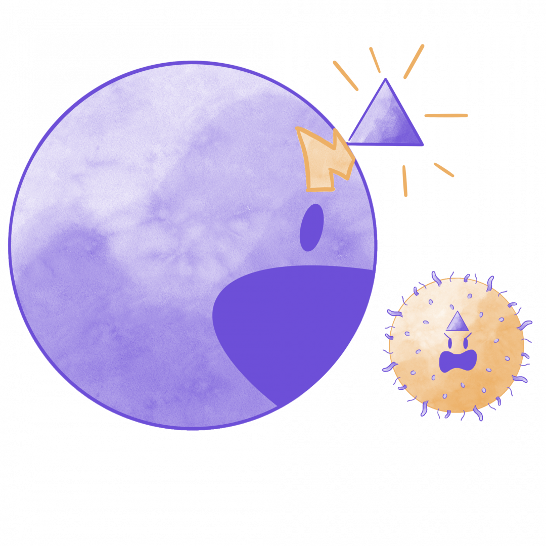 Macrophage performing phagocytosis (swallowing up the invader)