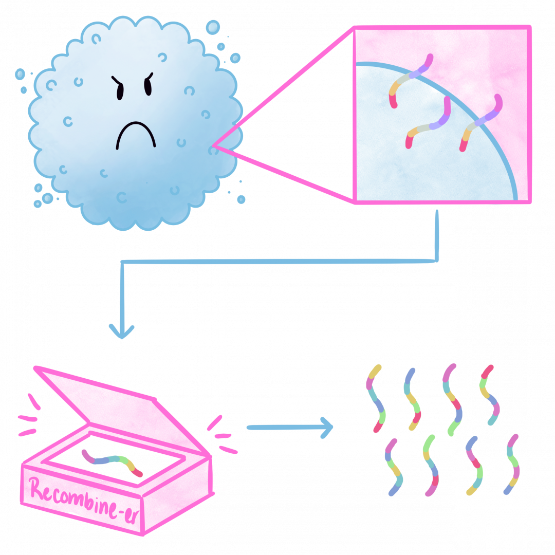 Recombinant vaccines