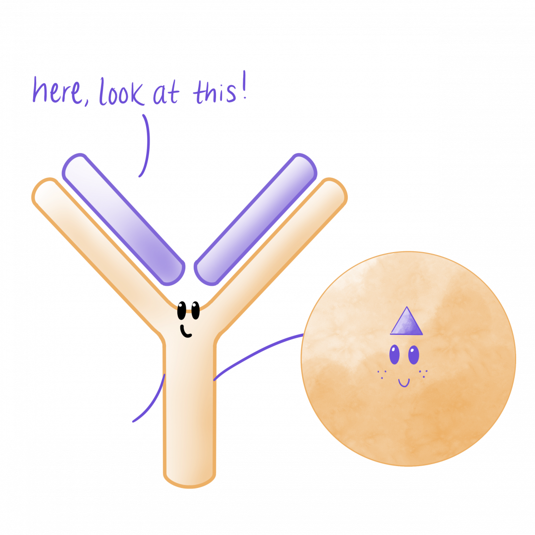 Iggy the Antibody showing imitation infection to immune cells