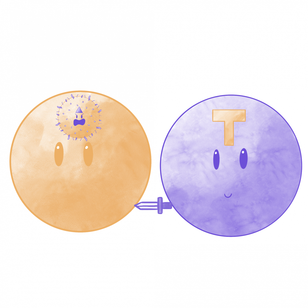 T-cell attacking infected cell